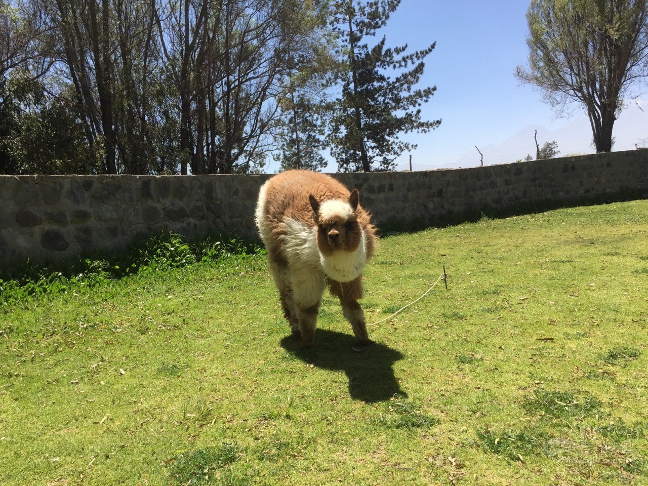 多图 分享2018 D2在韩国办理(玻利维亚)签证,几