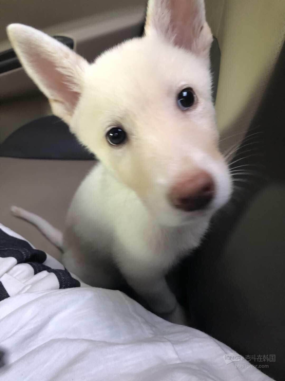 可爱的韩国珍岛犬免费送人希望找到疼爱它的主人 宠物交流奋斗在韩国韩国留学生华人论坛奋韩网 奋斗在韩国