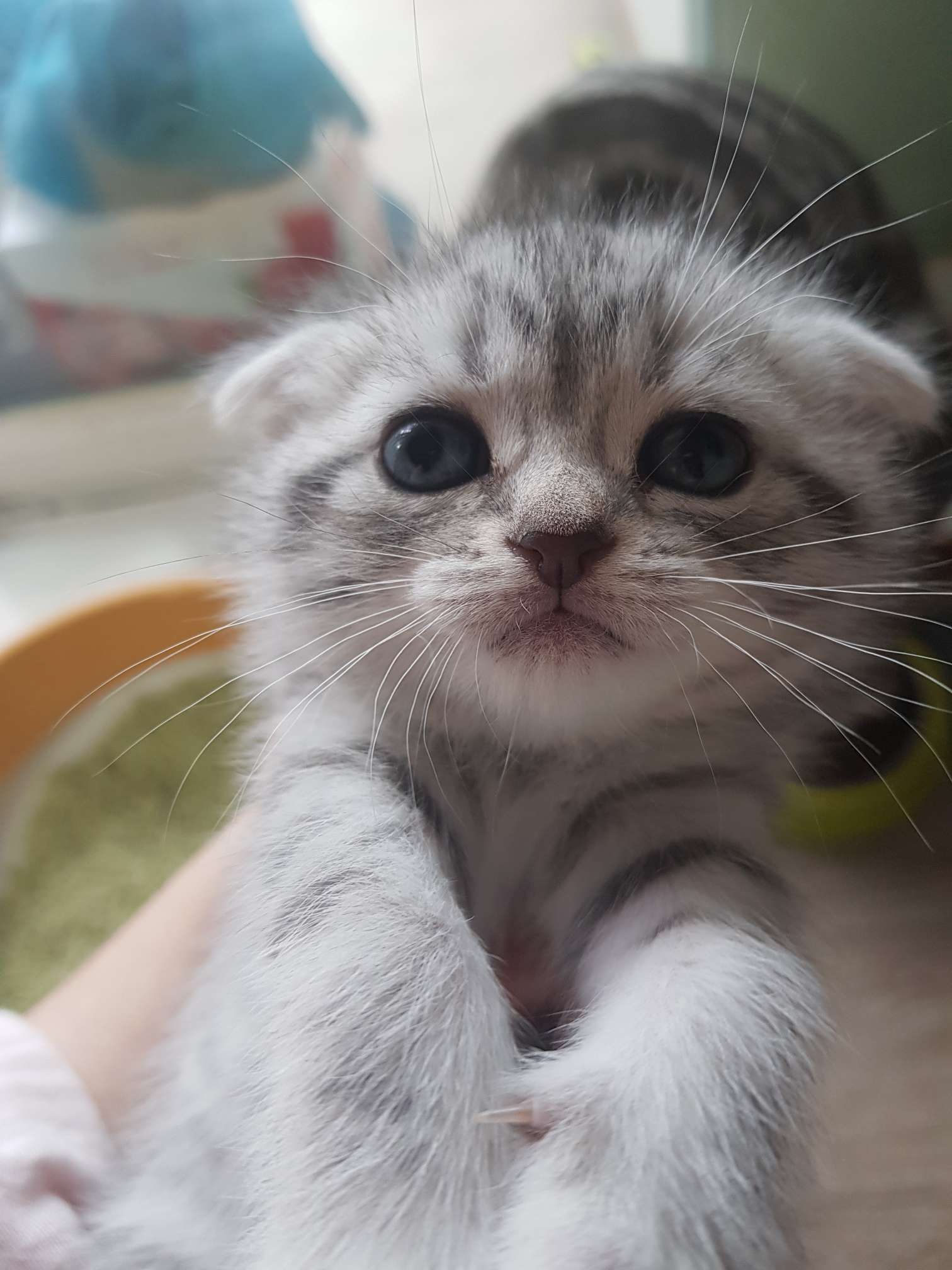 出一只一个月的小母猫美短折耳