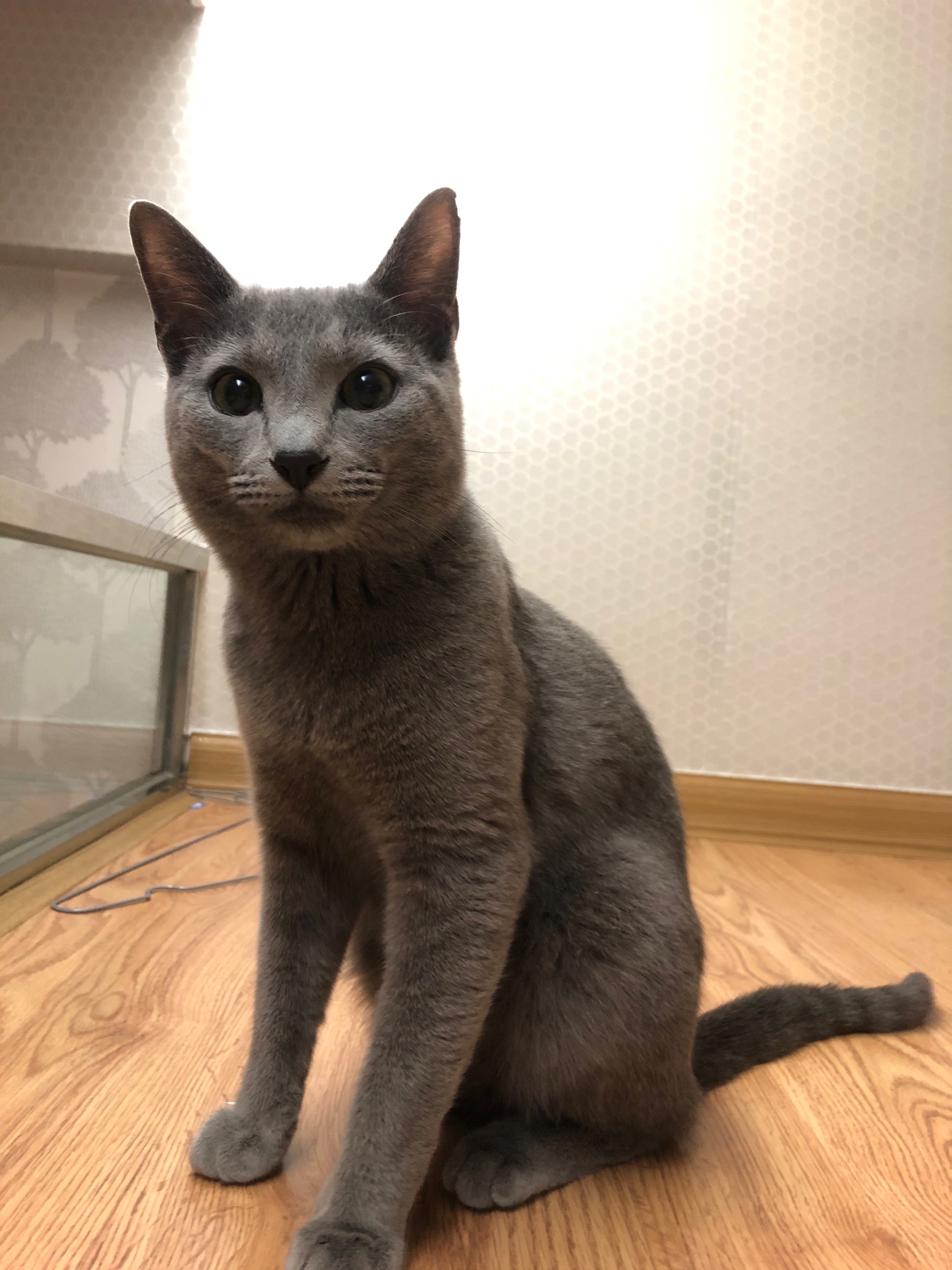 俄罗斯蓝猫男孩子有偿配种